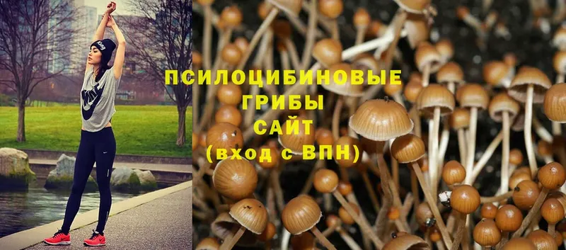 маркетплейс клад  где продают   Невинномысск  Псилоцибиновые грибы MAGIC MUSHROOMS 