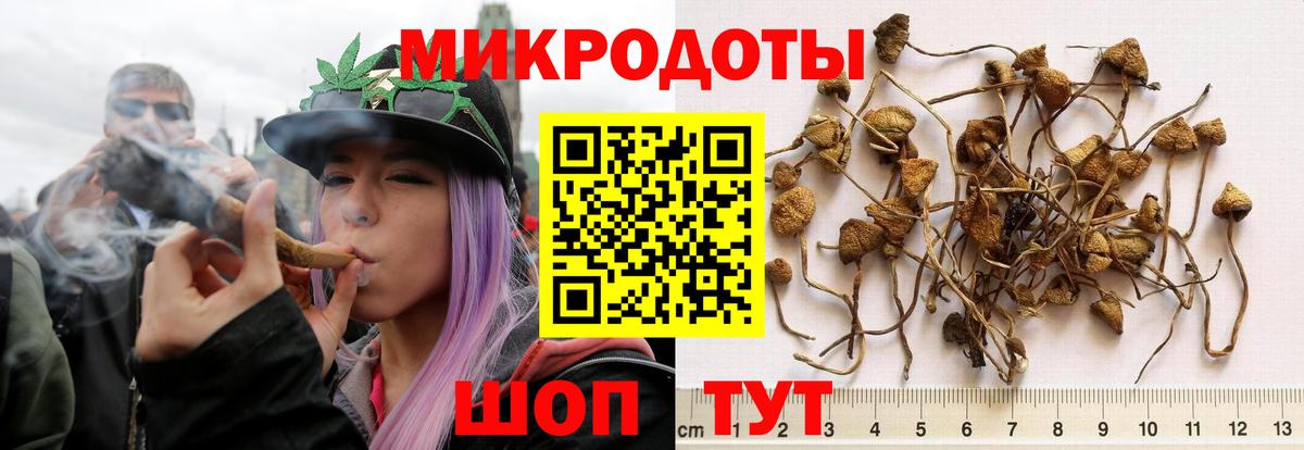 Галлюциногенные грибы Psilocybe Невинномысск
